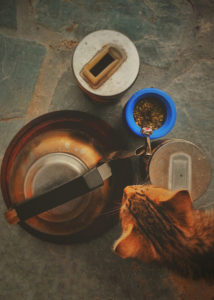 a cat eating